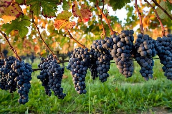 Tây Ninh về miền đất thánh - những điểm checkin mới lạ hấp dẫn nhất