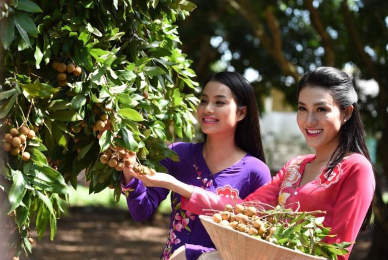 Vườn nhãn cổ Bạc Liêu - Nơi trái ngọt trăm năm
