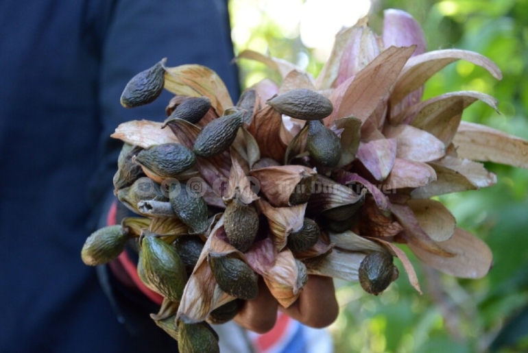 Trái ương rừng – Hương vị hoang dã của núi rừng Đông Nam Bộ